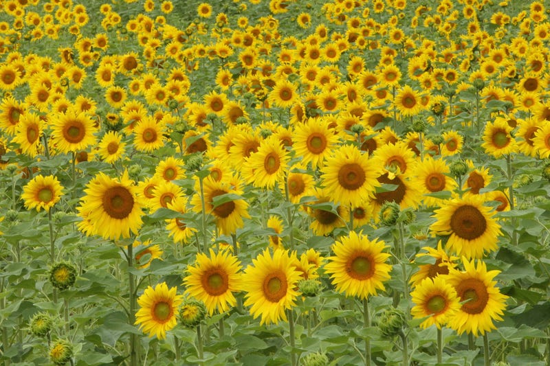 sunflower field