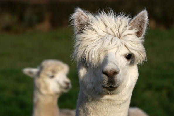 Alpacas graze on a field owned by farmer Khanikhah Guy at her country small holding on December 12, 2007, near the village of Pickmere, Knutsford, England. Alpacas are part of the camelids family and originate from the Andes. They are much sought after fo