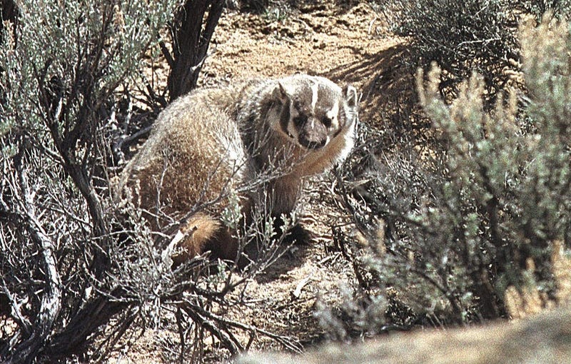 badger