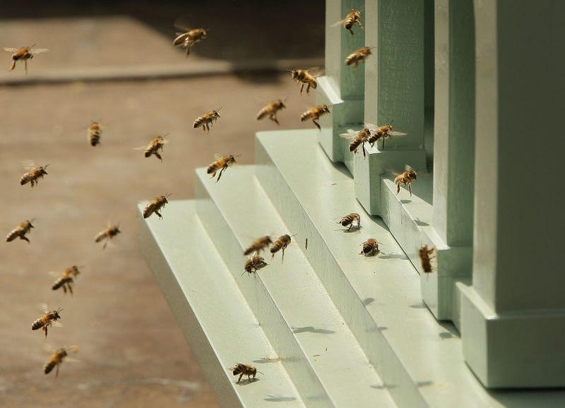 bees