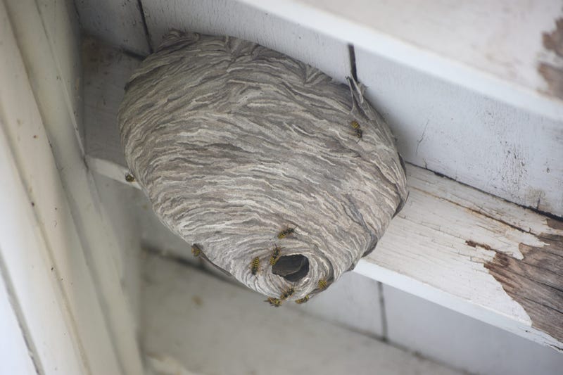Hornets Nest
