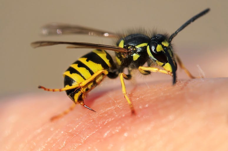 Wasp, Bug, Sting, Insect, Finger