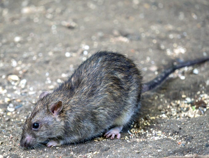 Rat