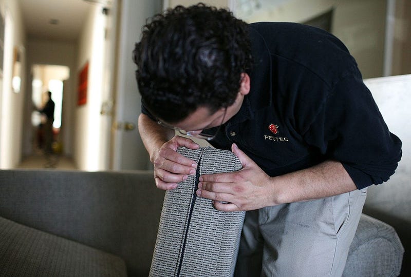 Search for Bed Bugs