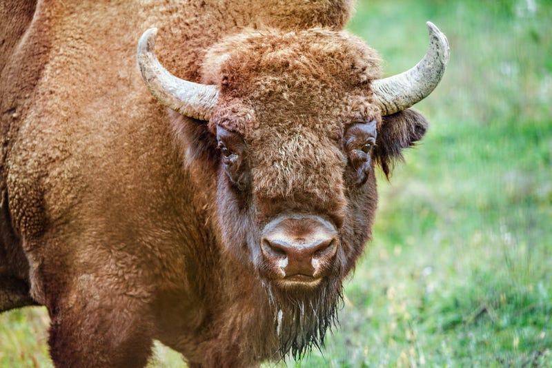 Bison (GETTY)