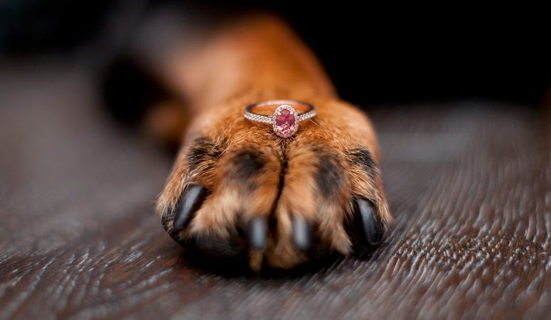 Dog, Paw, Engagement Ring