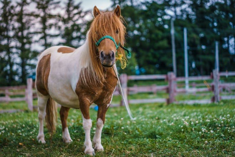 Mini Horse, Field, Horse, Dwarf Horse