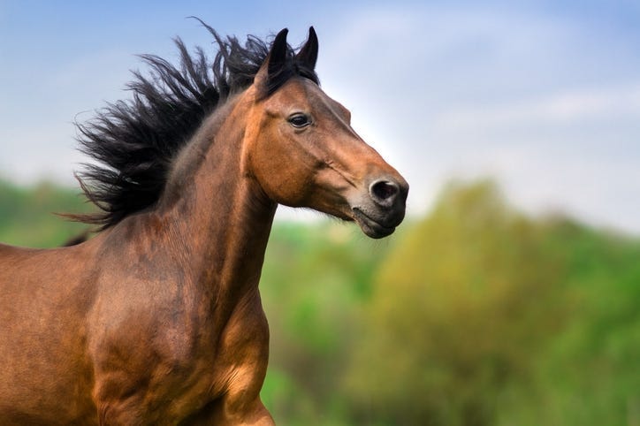 Horse