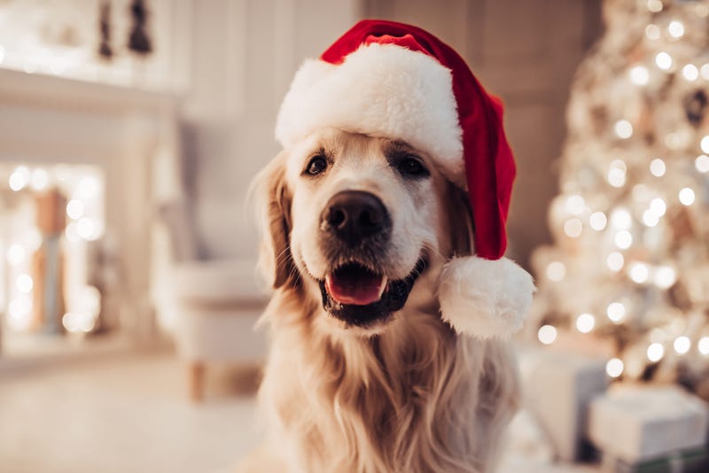 Dog wearing Santa hat