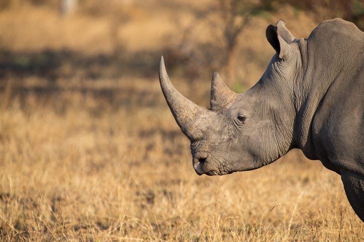 Lonely Rhino