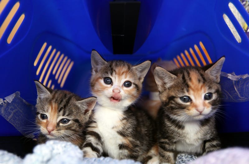 Cats