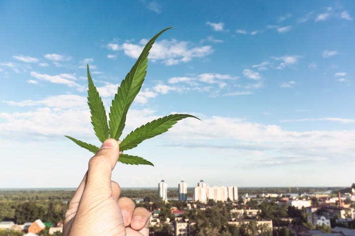 Hand holding Cannabis leaf at blurred background