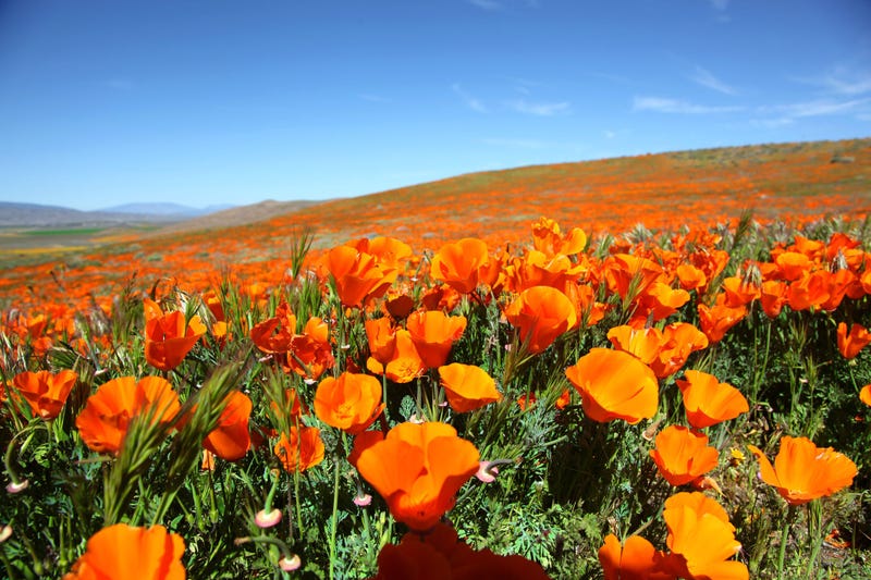 poppy field