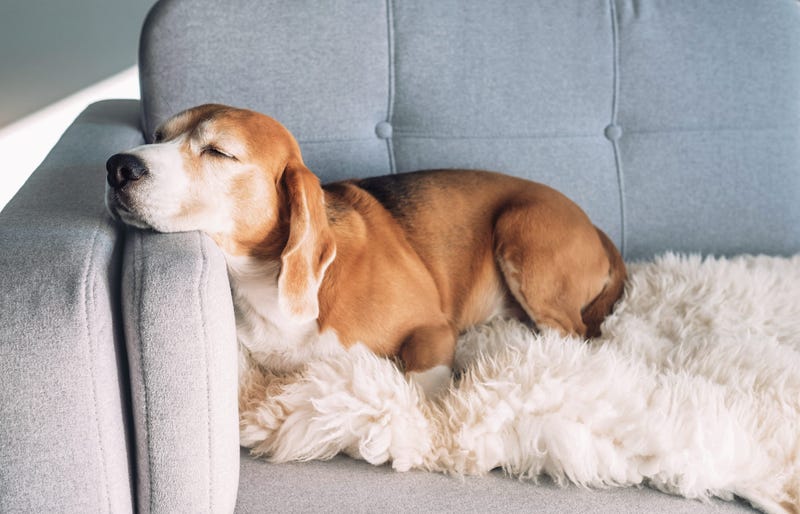 Dog in Apartment