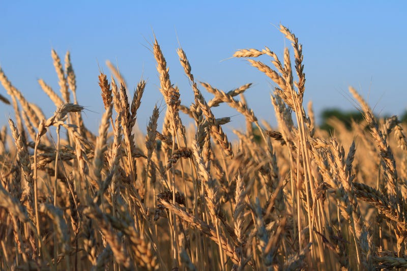 K-State researchers get $1M to improve wheat diversity