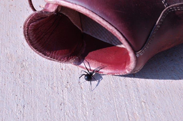 Bug, Boot, Spider, Black Widow