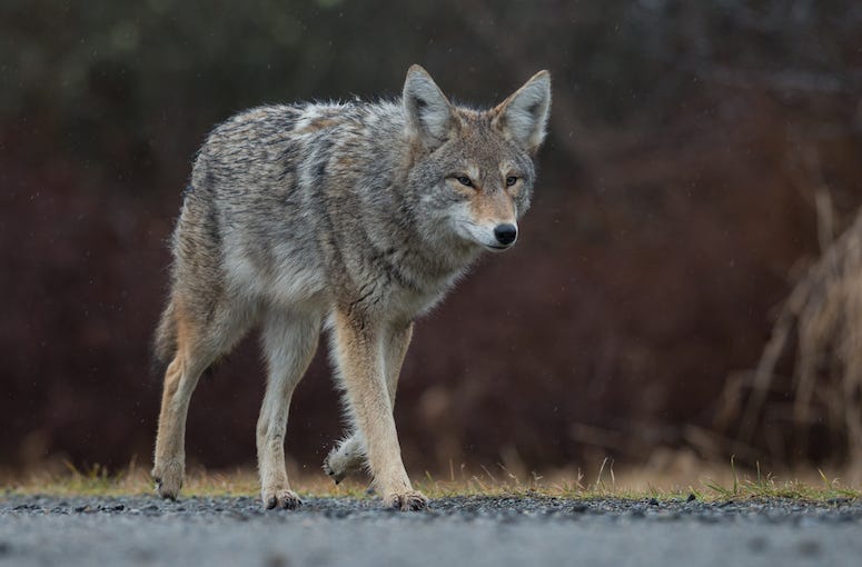 Coyote, Walking, Street, Road, Canada