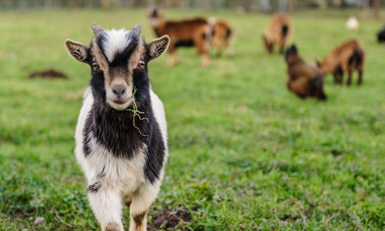 Goats, Grazing, Grass, Brush, Belgium