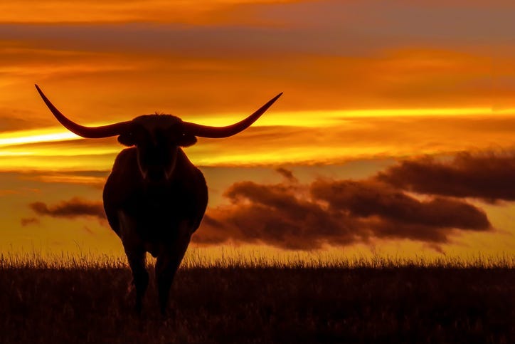 Longhorn in Texas