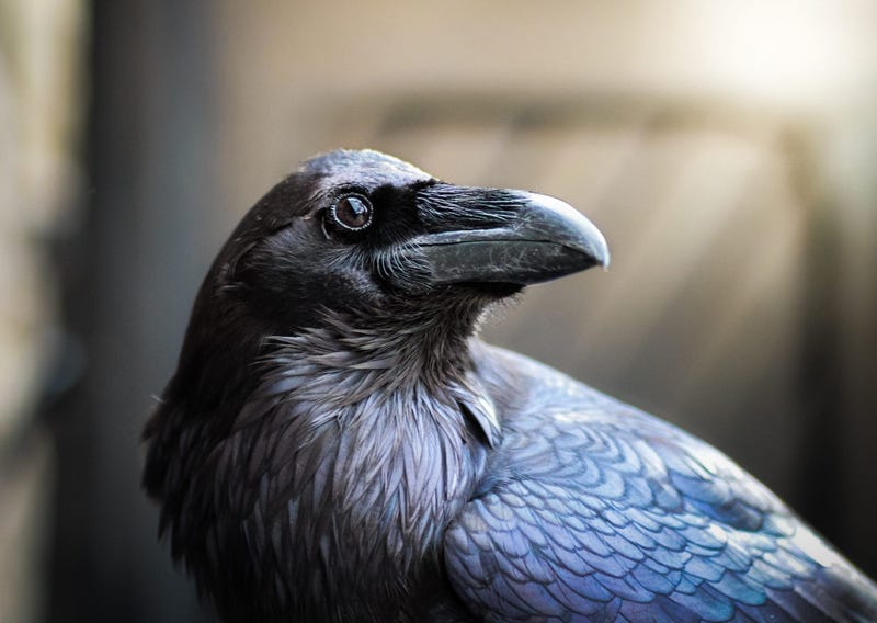 Crow