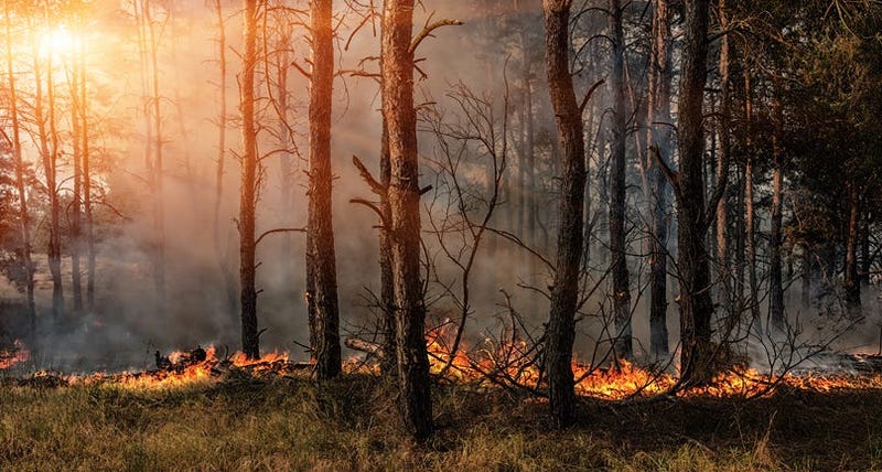 Forest fire.