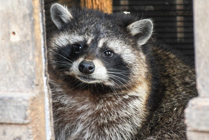 Young curios hungry raccoon captured at home while looking around the house for garbage to search for food remains