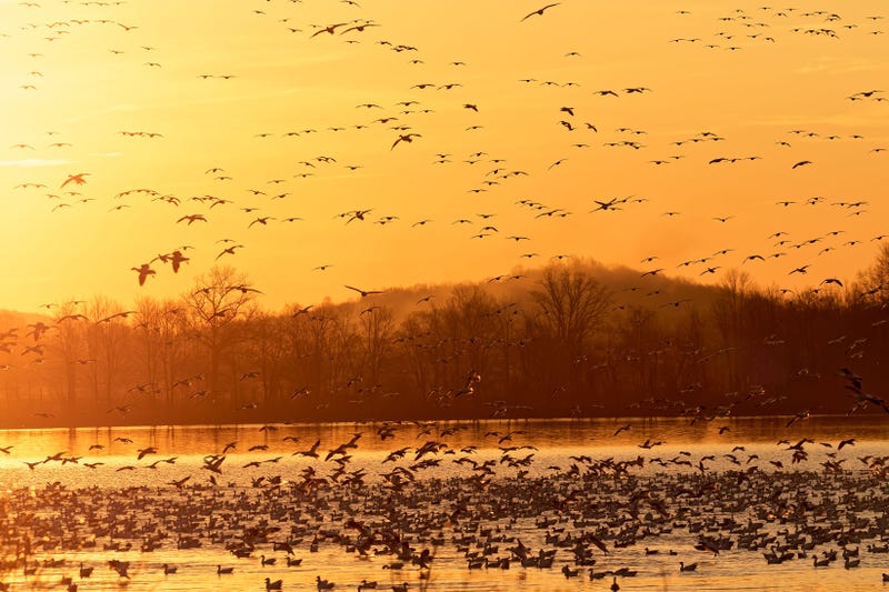 Migrating Snow Geese flying from a lake at Middle Creek Wildlife Management Area in Lancaster County, Pennsylvania.