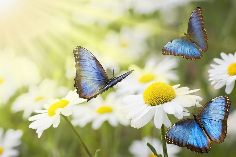 Summer Flowers And Butterflies