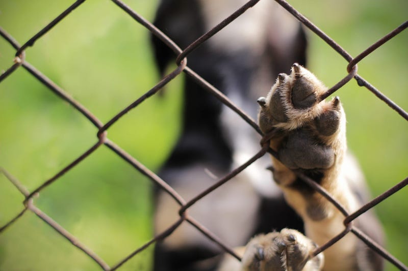 animal dog behind fence with paw up
