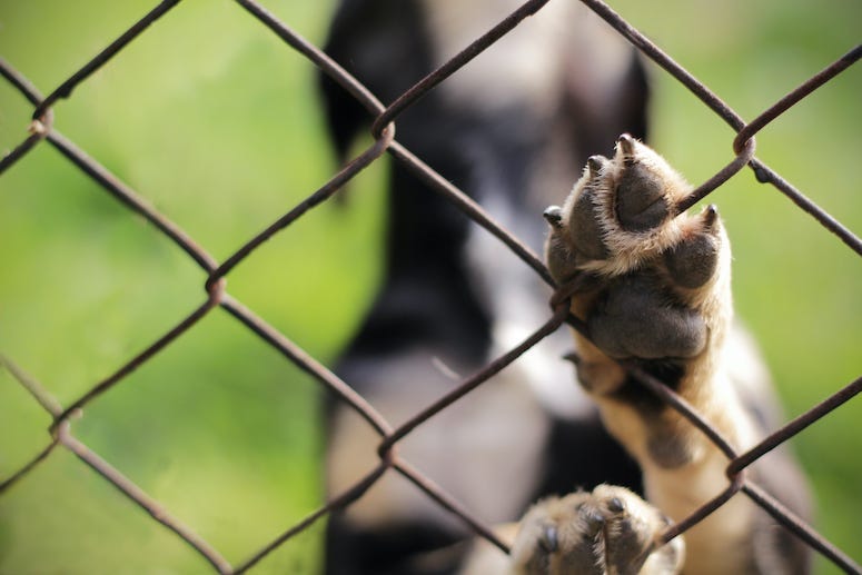 Dog, Cage, Fence, Paw, Animal Sanctuary