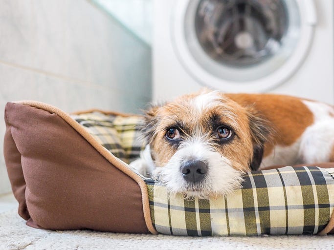 Hund liegt in seinem Körbchen im Badezimmer. Angst, Gewitter, Zufluchtsort.