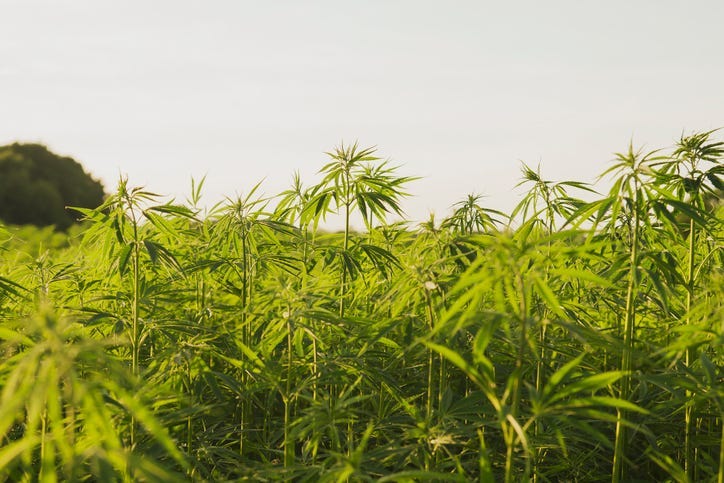 Industrial hemp
