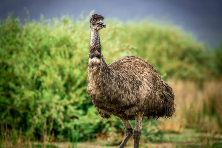 Emu