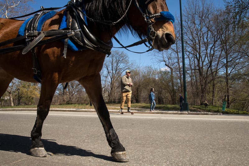 A carriage horse in Central Park