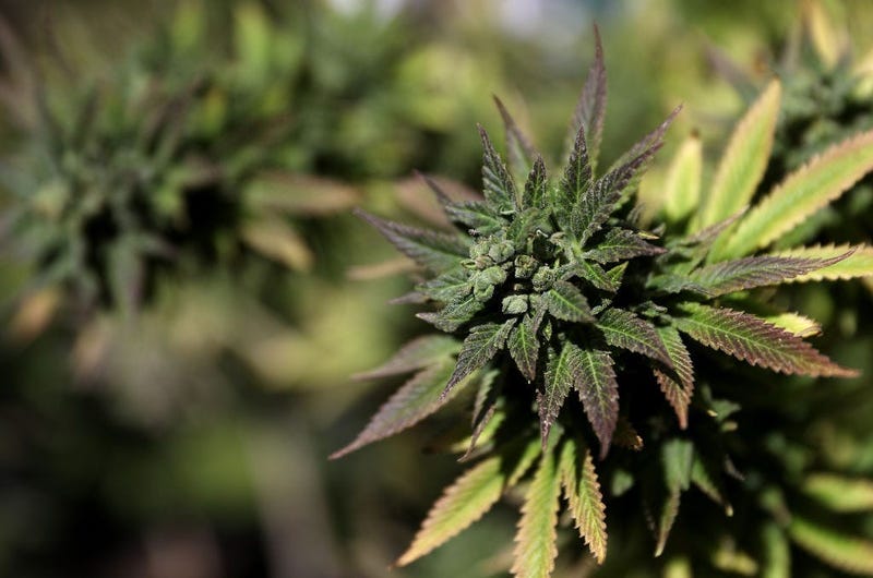 Marijuana plant