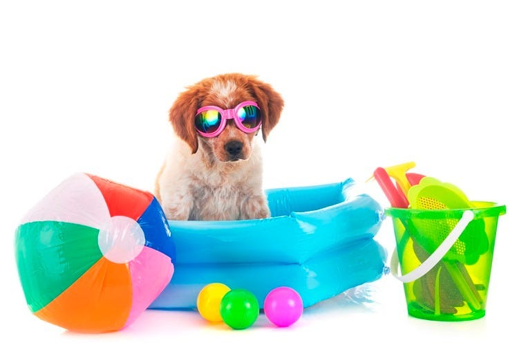 puppy brittany spaniel in front of white background