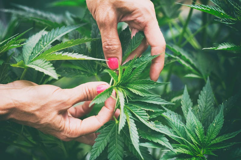 Close-up of two hands holding a leafy hemp plant.