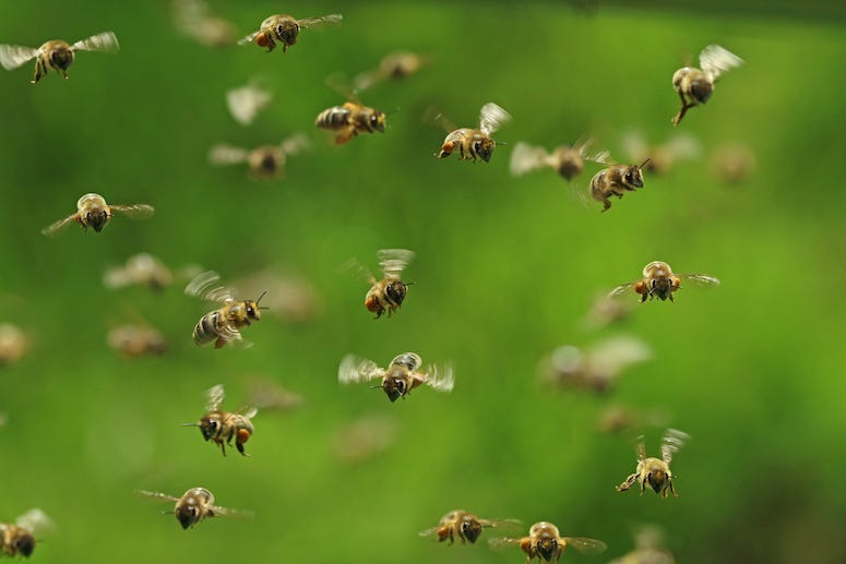 Honey Bees, Swarm, Flying, Garden
