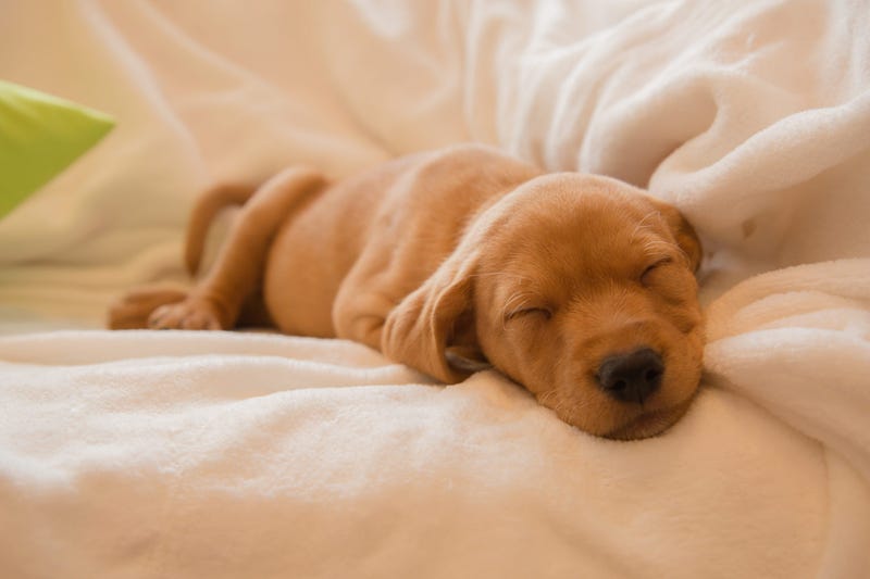puppy