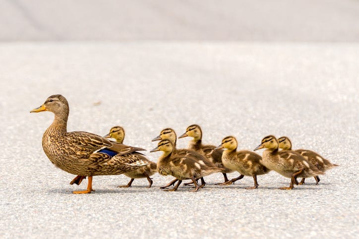 Ducklings and their mama