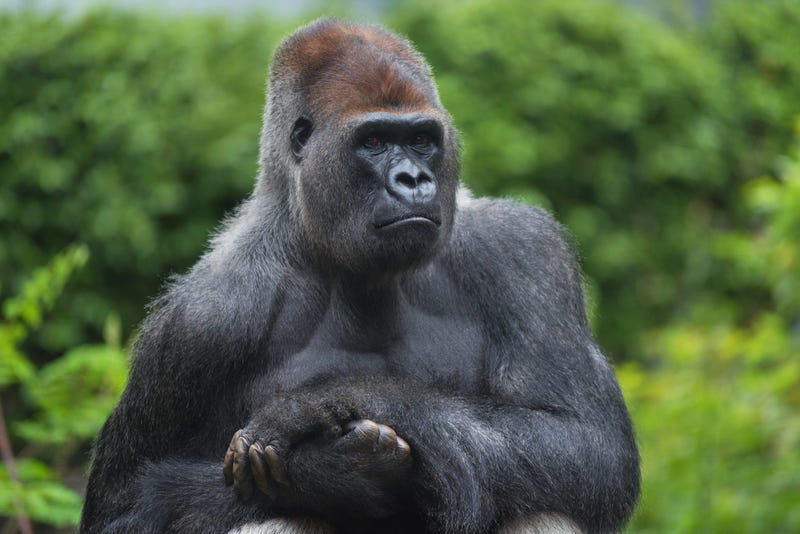 Silverback Gorillas