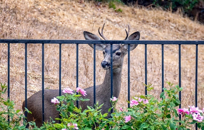 Young deer looks at roses