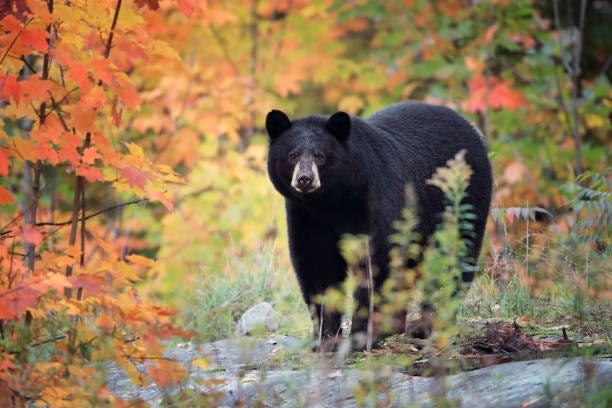 More bears entering Connecticut homes