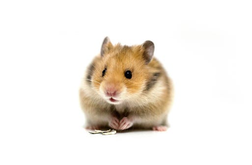 hamster