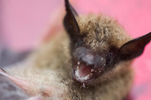 Rabid bat