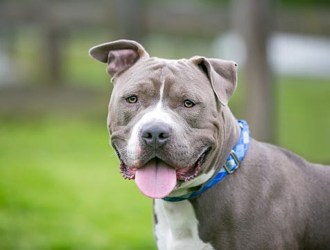 Pit Bulls