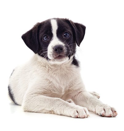 Puppy