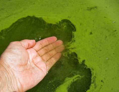 Blue-Green Algae