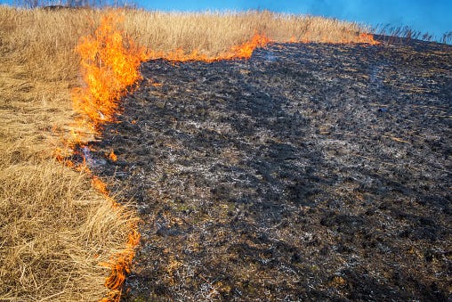 Grass Fire
