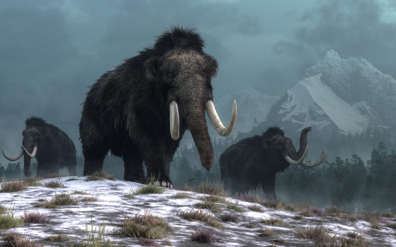 woolly mammoth